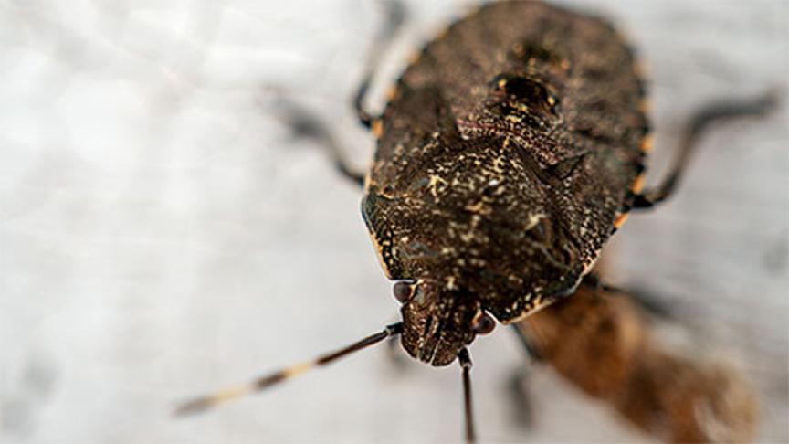 Australia issues seasonal measures for the Brown Marmorated Stink Bug season