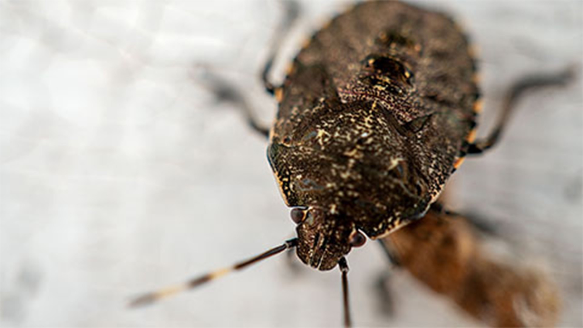 Australia issues seasonal measures for the Brown Marmorated Stink Bug season